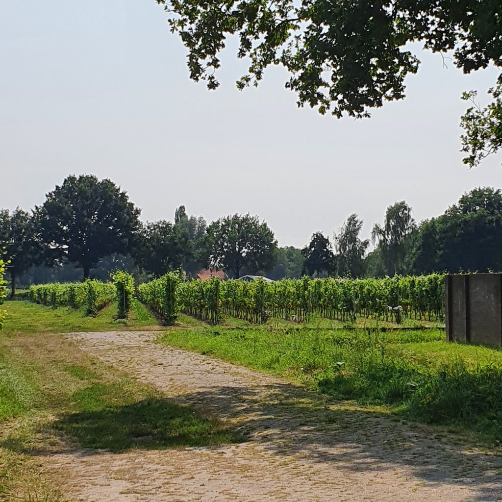 Sint Catharinadal wijngaard
