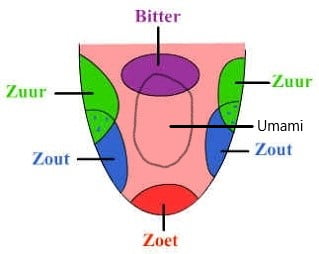 Smaak papillen