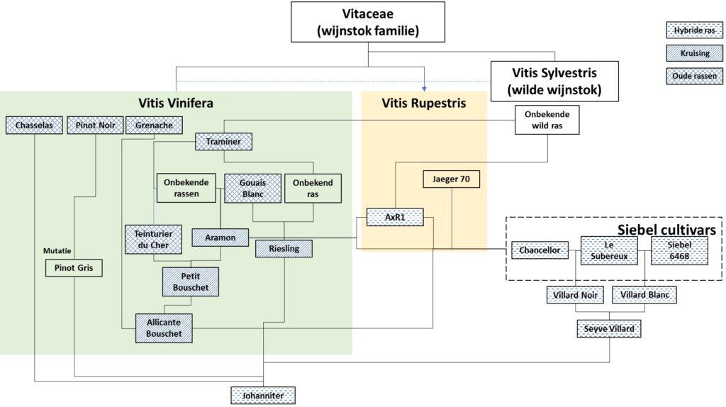 Genealogie Johanniter een hybride druivensoort