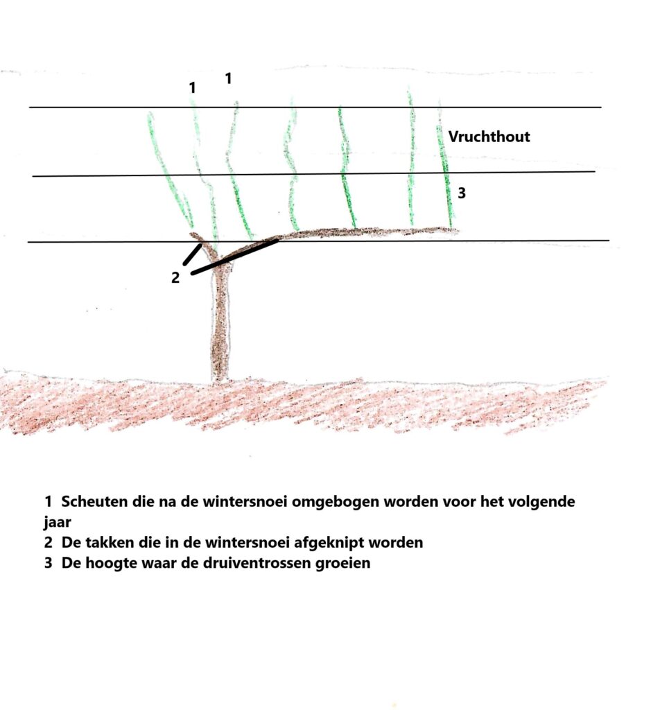 Guyot snoei methode