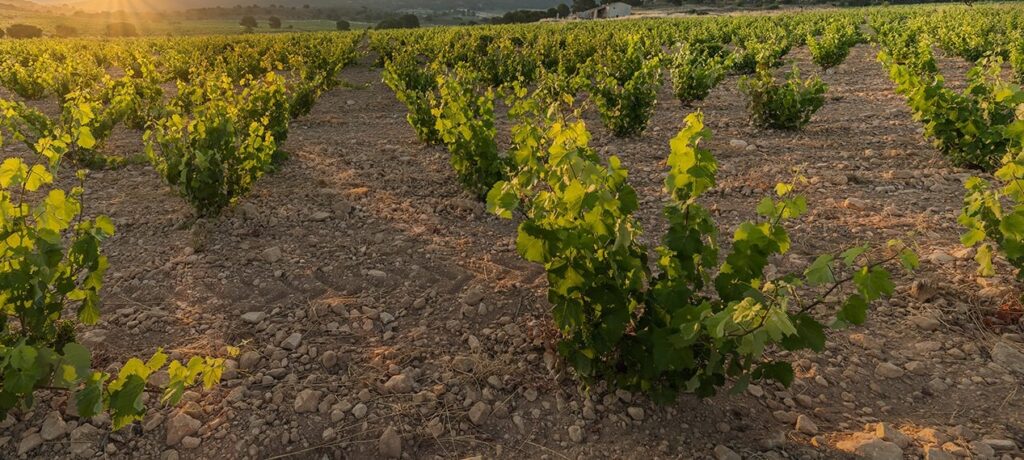 Bush vine of Gobelet bron www.jumilla.wine