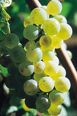 Riesling wijnen met petroleum ontwikkeling